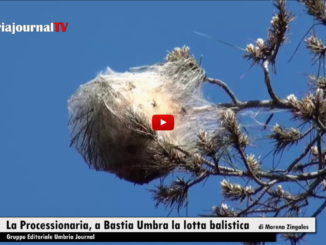 Bastia Umbra giovedì esperti colpiranno i nidi di processionaria, nessuna paura