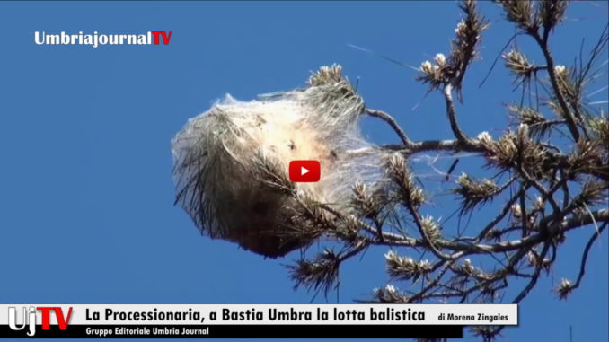Bastia Umbra giovedì esperti colpiranno i nidi di processionaria, nessuna paura