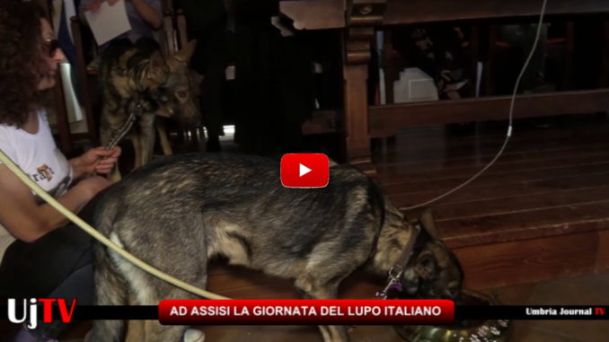 Ad Assisi una giornata dedicata al lupo italiano