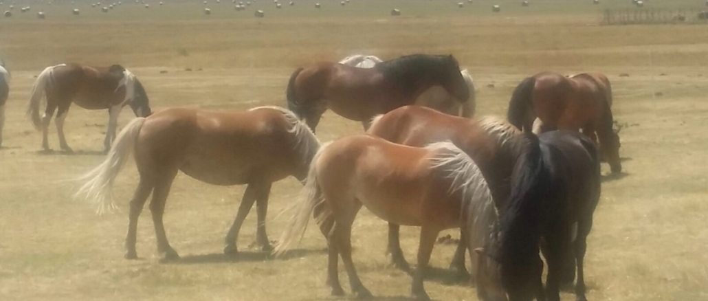 Riaperta al traffico la strada per Castelluccio di Norcia