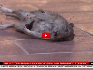 Nel sottopassaggio di via Patrono d'Italia un topo morto e degrado