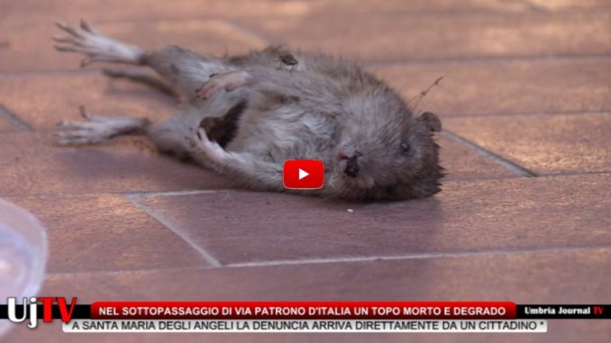 Nel sottopassaggio di via Patrono d'Italia un topo morto e degrado