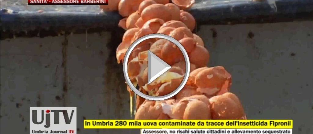 Sequestrate in Umbria uova con tracce di Fipronil