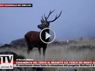 Nono censimento del cervo al bramito nel Parco dei Sibillini
