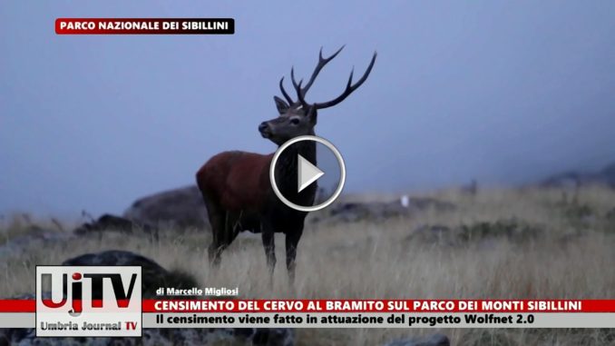 Nono censimento del cervo al bramito nel Parco dei Sibillini