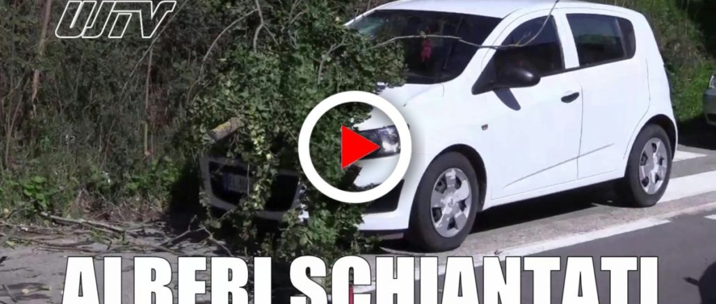 Alberi schiantati, rami spezzati a causa del forte vento