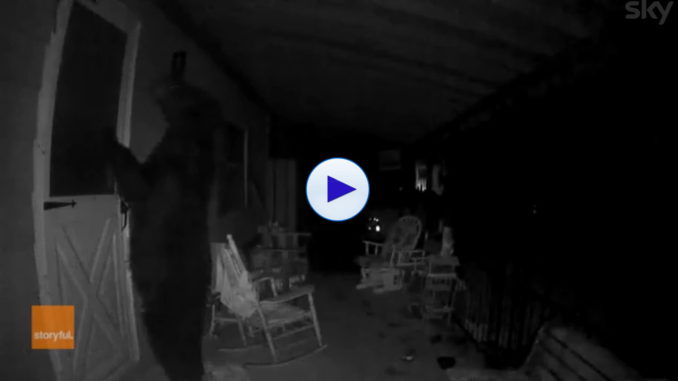 Un orso bussa alla porta di casa, è accaduto in Pennsylvania