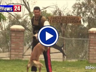 In Cile i cani poliziotto imparano il mestiere da cuccioli