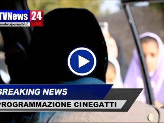 Cinegatti, programmazione dal 29 novembre al 5 dicembre