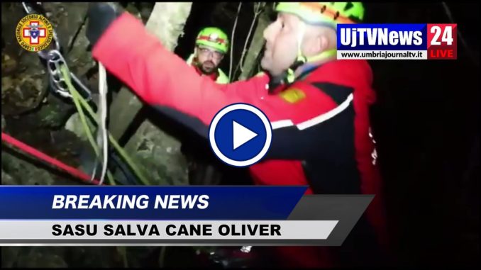 Straordinario soccorso nella notte, video del Sasu che salva cane meticcio