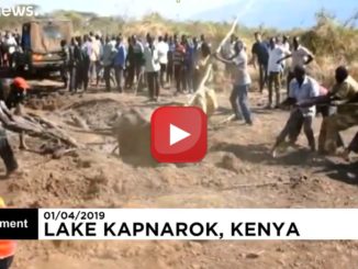 ?Video? Kenya: i ranger salvano tre elefanti intrappolati nel fango