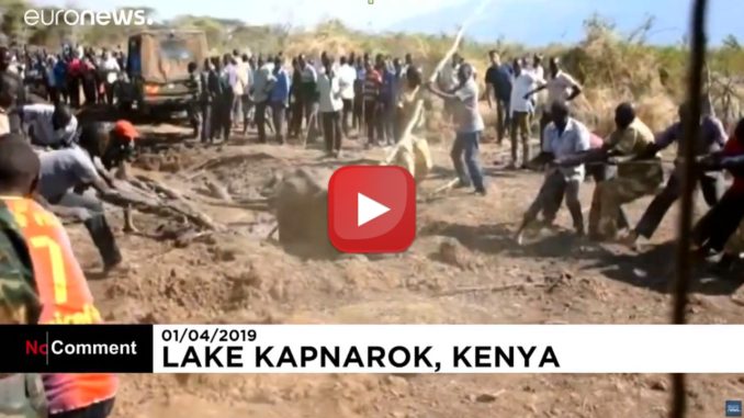 ?Video? Kenya: i ranger salvano tre elefanti intrappolati nel fango