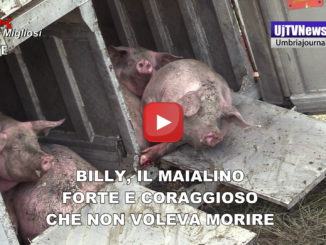 Billy, il maialino coraggioso che non voleva morire