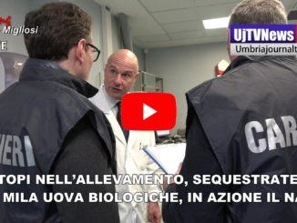 Sequestrate 19 mila uova biologiche, c'erano i topi nell'allevamento