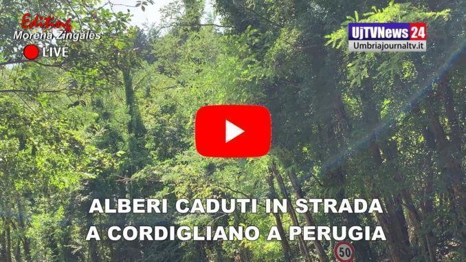Alberi schiantati in strada a Cordigliano, intervento dei vigili del fuoco