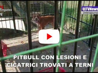 Pitbull con lesioni e cicatrici, trovati dai Carabinieri forestali e Guardie WWF
