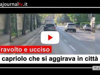 Il capriolo che si aggirava a Perugia è stato travolto e ucciso da un'auto