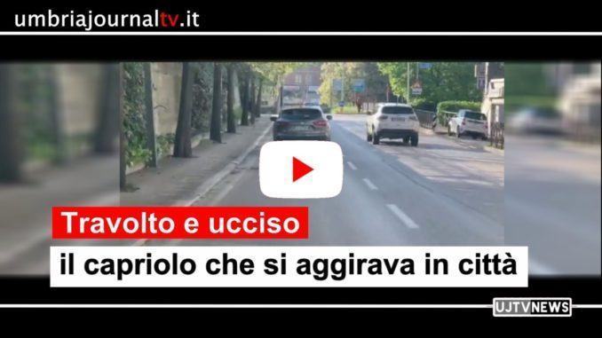 Il capriolo che si aggirava a Perugia è stato travolto e ucciso da un'auto