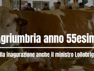 Ad Agriumbria 2024 il meglio del patrimonio zootecnico italiano