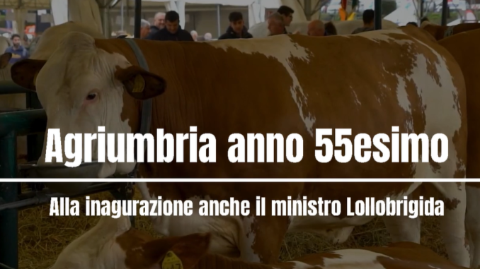 Ad Agriumbria 2024 il meglio del patrimonio zootecnico italiano