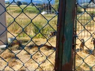 Sequestrati sette cani a Gubbio per maltrattamenti