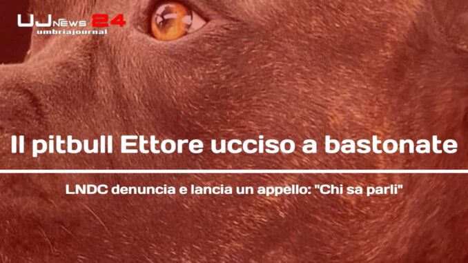 LNDC Animal Protection condanna brutale uccisione pitbull Ettore