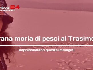 Strana moria di pesci al Lago Trasimeno, impressionanti queste foto