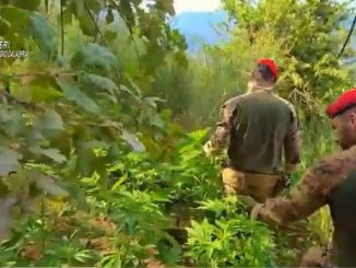 Careri, scoperta piantagione di canapa: un arresto sul posto