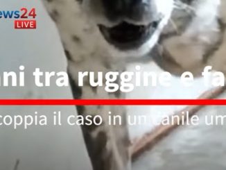 Cani tra ruggine e fango: scoppia il caso in un canile umbro