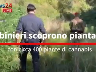 Piantagione di cannabis scoperta a Delianuova, tre indagati
