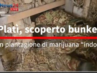 Platì, scoperto bunker con piantagione di marijuana “indoor”