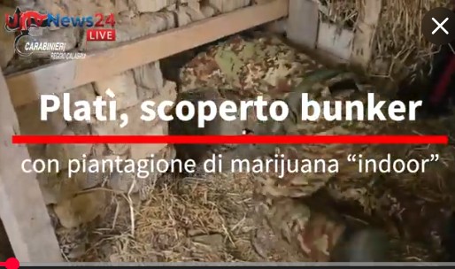 Platì, scoperto bunker con piantagione di marijuana “indoor”