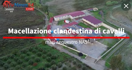 Macellazione clandestina di cavalli maxi sequestro NAS