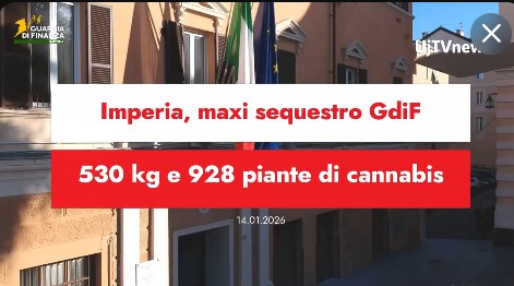 Imperia, maxi sequestro GdF: 530 kg e 928 piante di cannabis